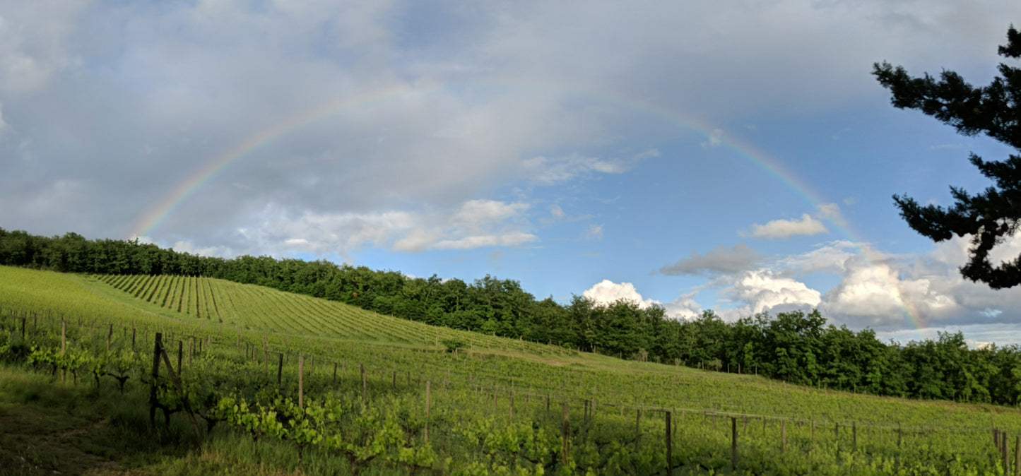 Winery Tour and Wine Tasting